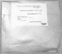 Fomes fomentarius image